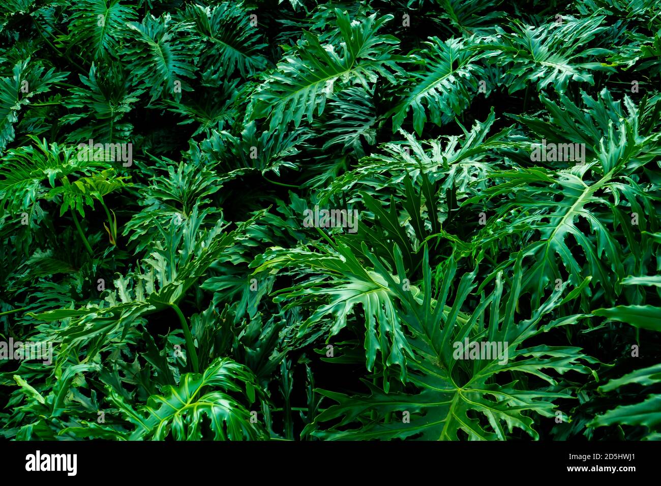 Piante autoctone trovate nella foresta atlantica Biome del sud-est Brasile Foto Stock