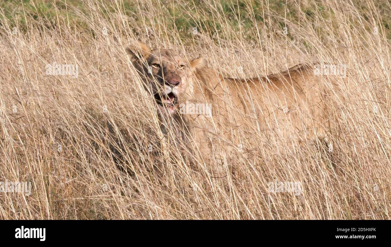 una leonessa si trova in erba secca a masai mara national riserva in kenya Foto Stock
