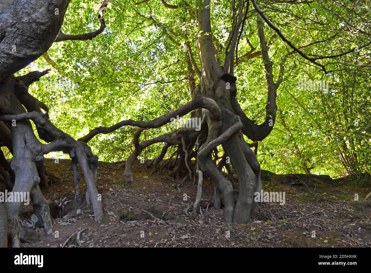 Incredibili alberi di faggio che crescono su una collina in pietra arenaria, Greensand Ridge, Sevenoaks. Bizzarri alberi sembrano vivi - come il Signore degli anelli 'Ents Foto Stock