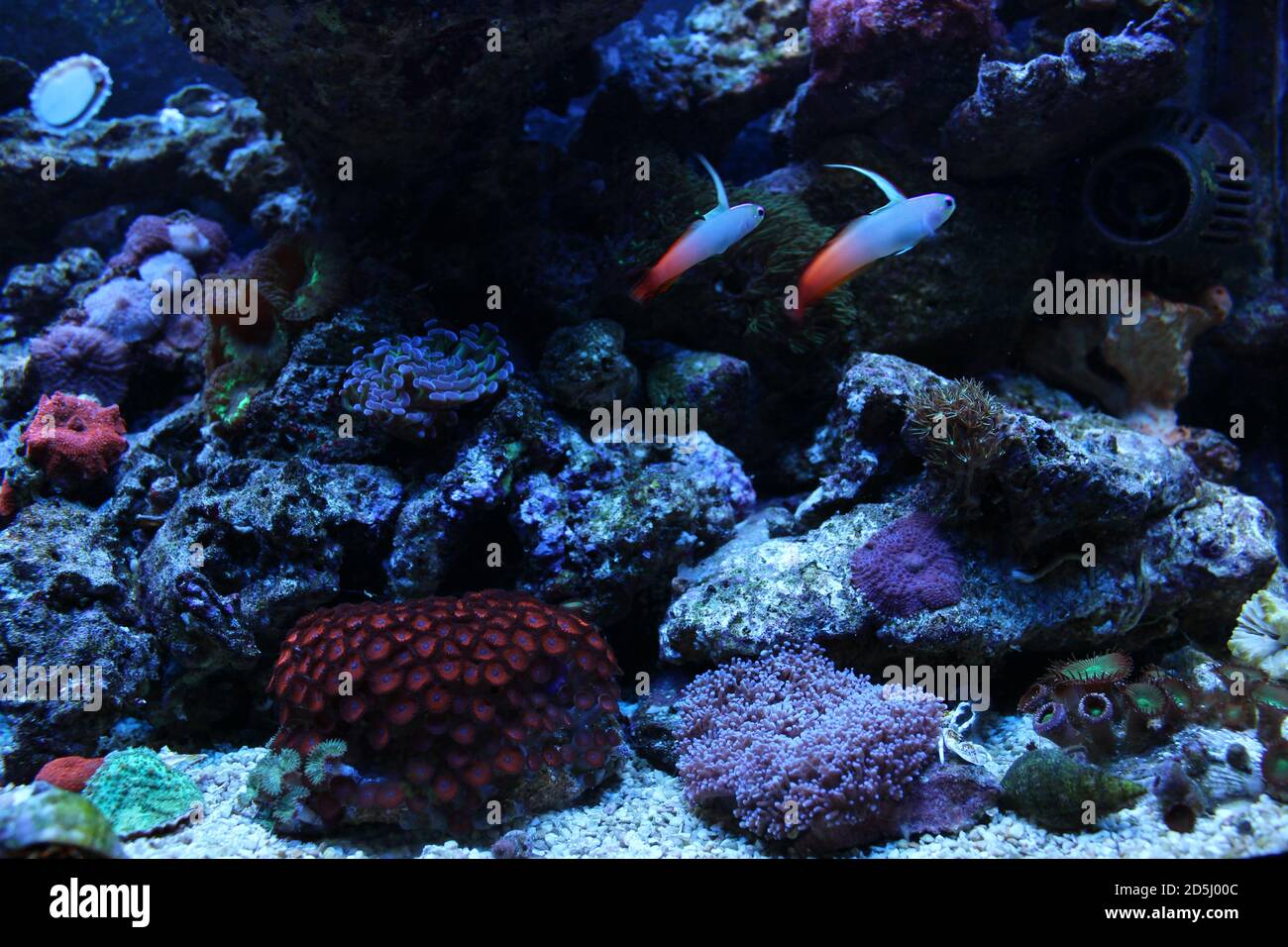 Pesce goby rosso fuoco - Nemateleotris magnifica Foto Stock