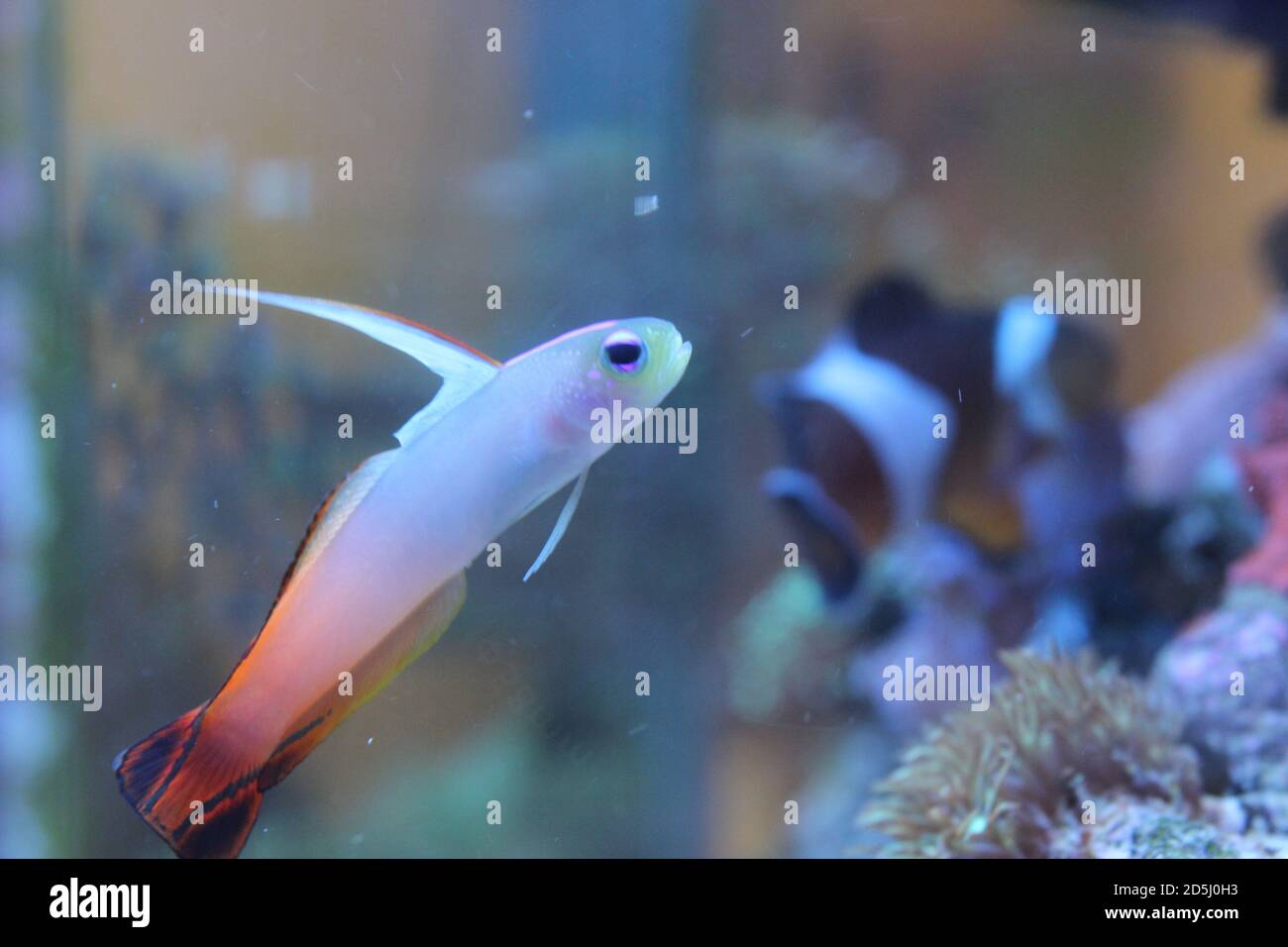 Pesce goby rosso fuoco - Nemateleotris magnifica Foto Stock