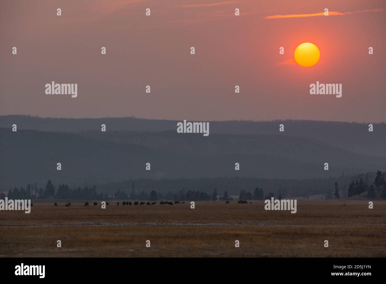 Una mandria di bisonti americani al tramonto nel Parco Nazionale di Yellowstone nel Wyoming, Stati Uniti. Il cielo fumoso dei falò selvaggi in Occidente rende il sole un orano Foto Stock