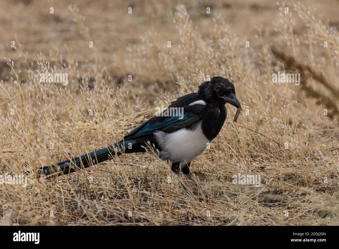 Un Magpie nero-fatturato o una Magpie americana, Pica hudsonia, cattura una cavalletta nell'erba nel Grand Teton National Park in Wyoming, Stati Uniti. Foto Stock