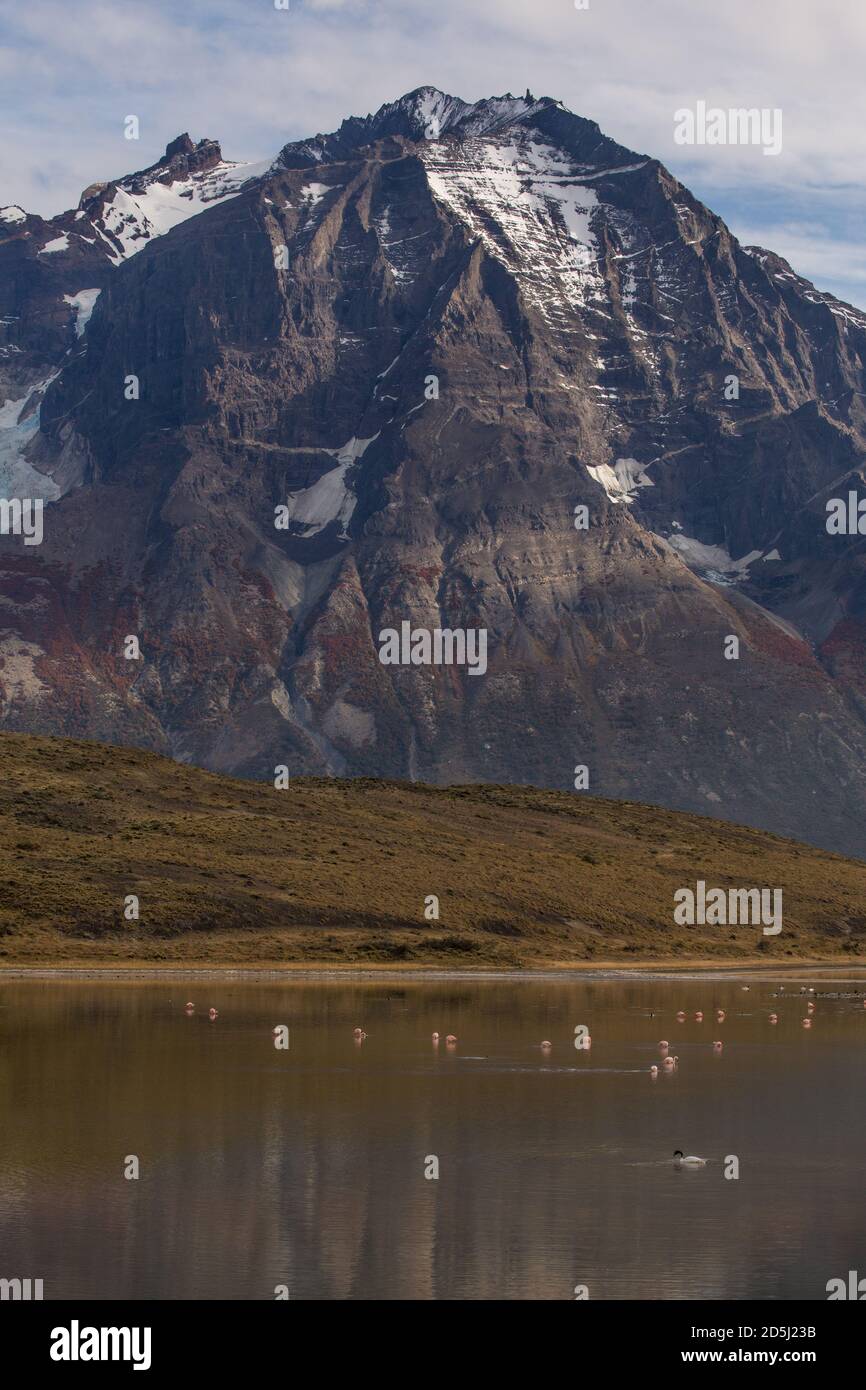 Cigni dal collo nero e fenicotteri cileni in un piccolo lago nel Parco Nazionale Torres del Paine in Cile. Sullo sfondo è Cerro Almirante Nieto. Foto Stock