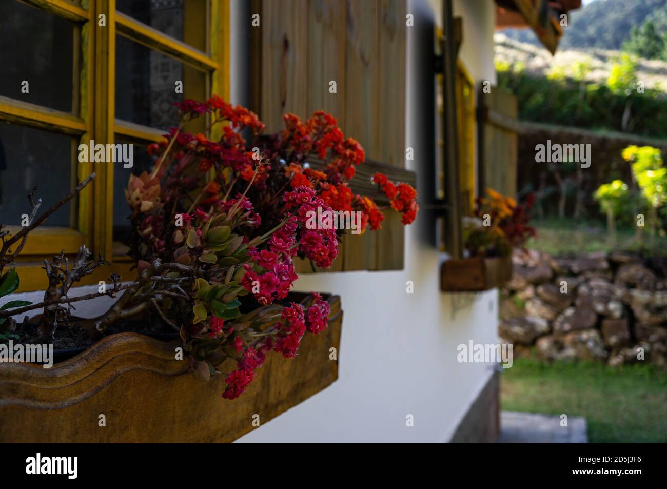 Un gruppo di fiori rosa colorati di Kalanchoe (un genere di piante tropicali e succulente fiorite della famiglia Crassulaceae) coltivati su un letto di fiori. Foto Stock Un gruppo di fiori rosa colorati di Kalanchoe (un genere di piante tropicali e succulente fiorite della famiglia Crassulaceae) coltivati su un letto di fiori. Foto Stock