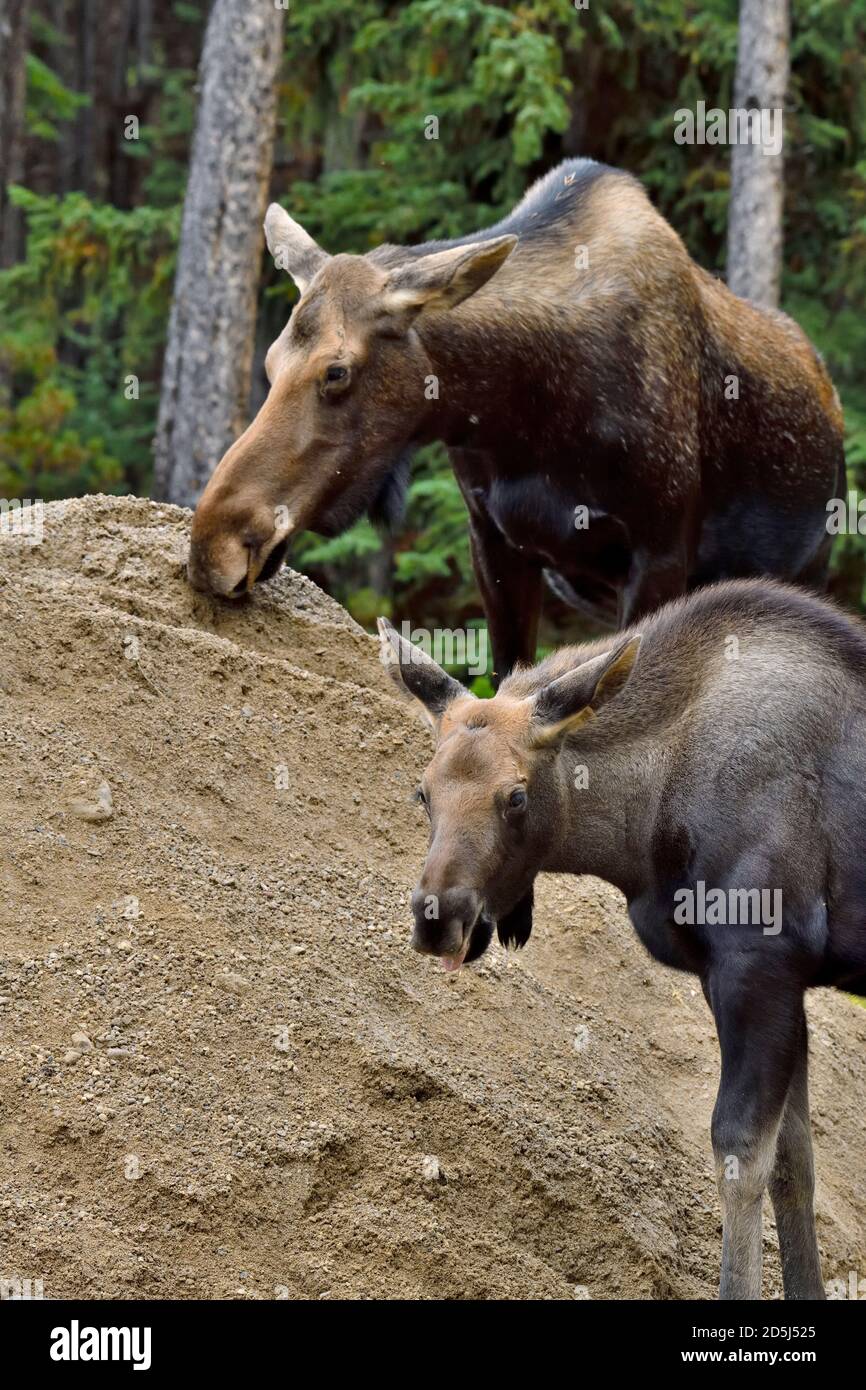 Una mucca e un alce di vitello 'Alces alces', leccando il minerale di sale da un palo di sabbia che deve essere usato per sabbiare le strade invernali nel Jasper National Park, Alberta Foto Stock