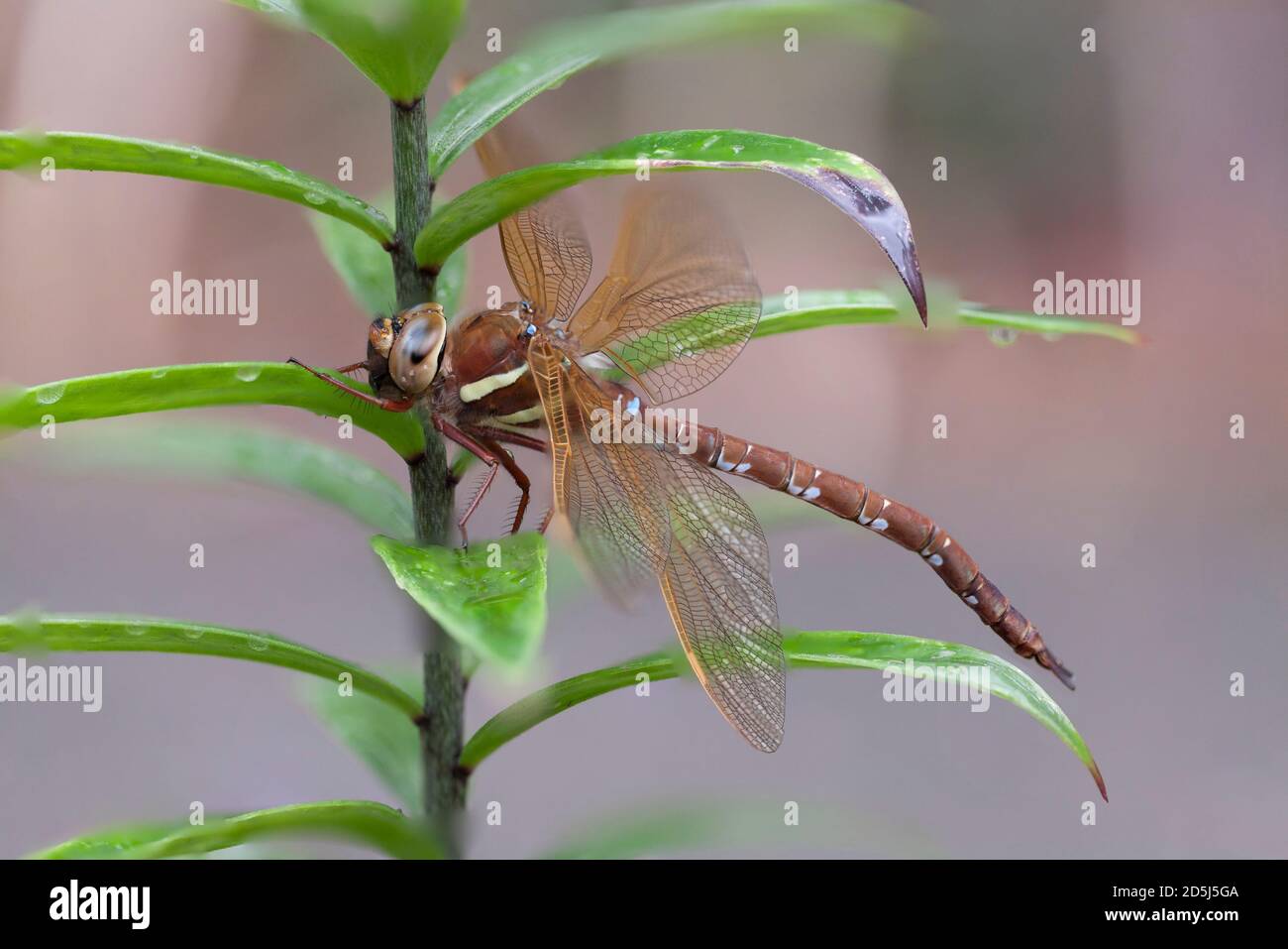 Un bruno Hawker Dragonfly (Aeshna grandis) su una pianta di Tree Lily. Foto Stock