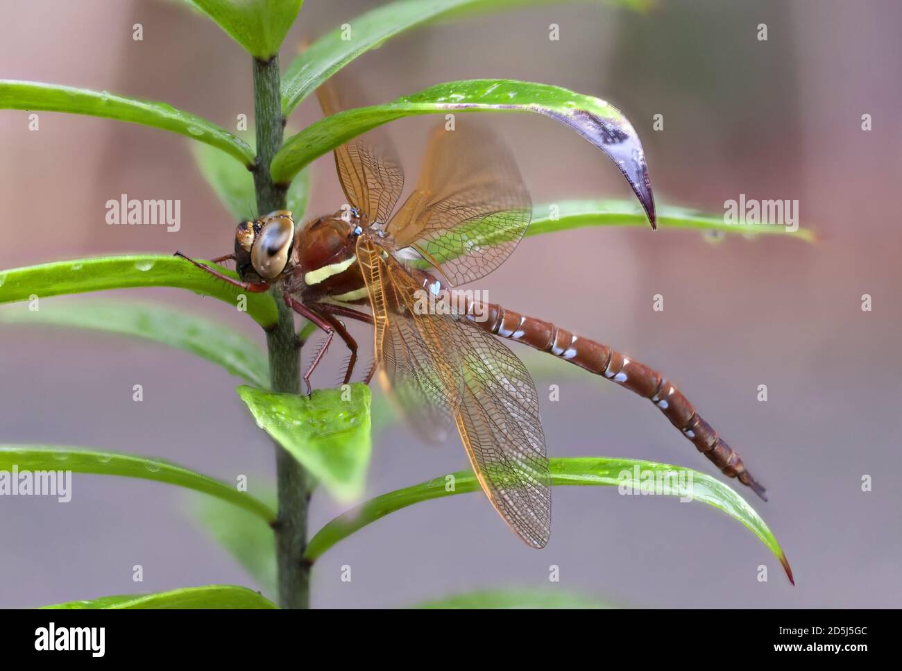 Un bruno Hawker Dragonfly (Aeshna grandis) su una pianta di Tree Lily. Foto Stock