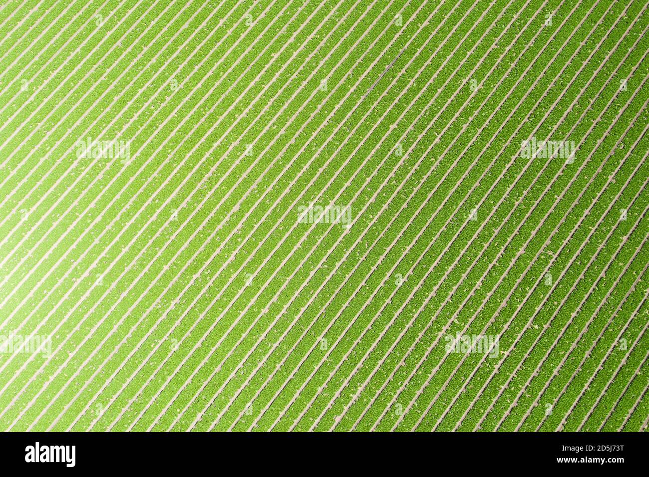 Vista diagonale astratta del gradiente verde di un campo di lattuga nella Valle di Salinas della Contea di Monterey, California Foto Stock