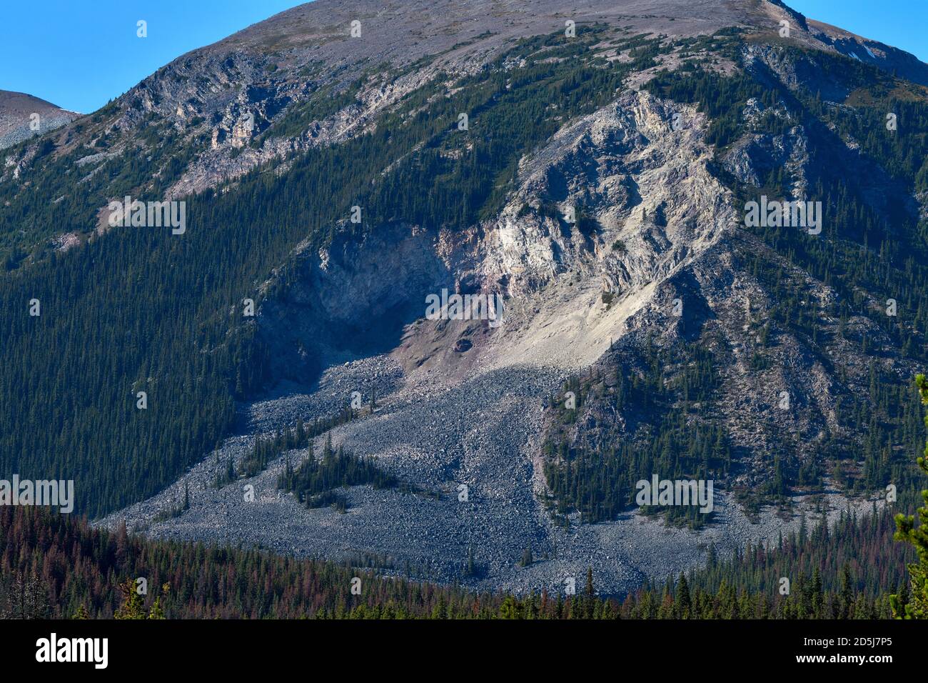 Una valanga che attraversa una montagna che sgorga una grande depressione nella montagna nel Jasper National Park Alberta Canada. Foto Stock
