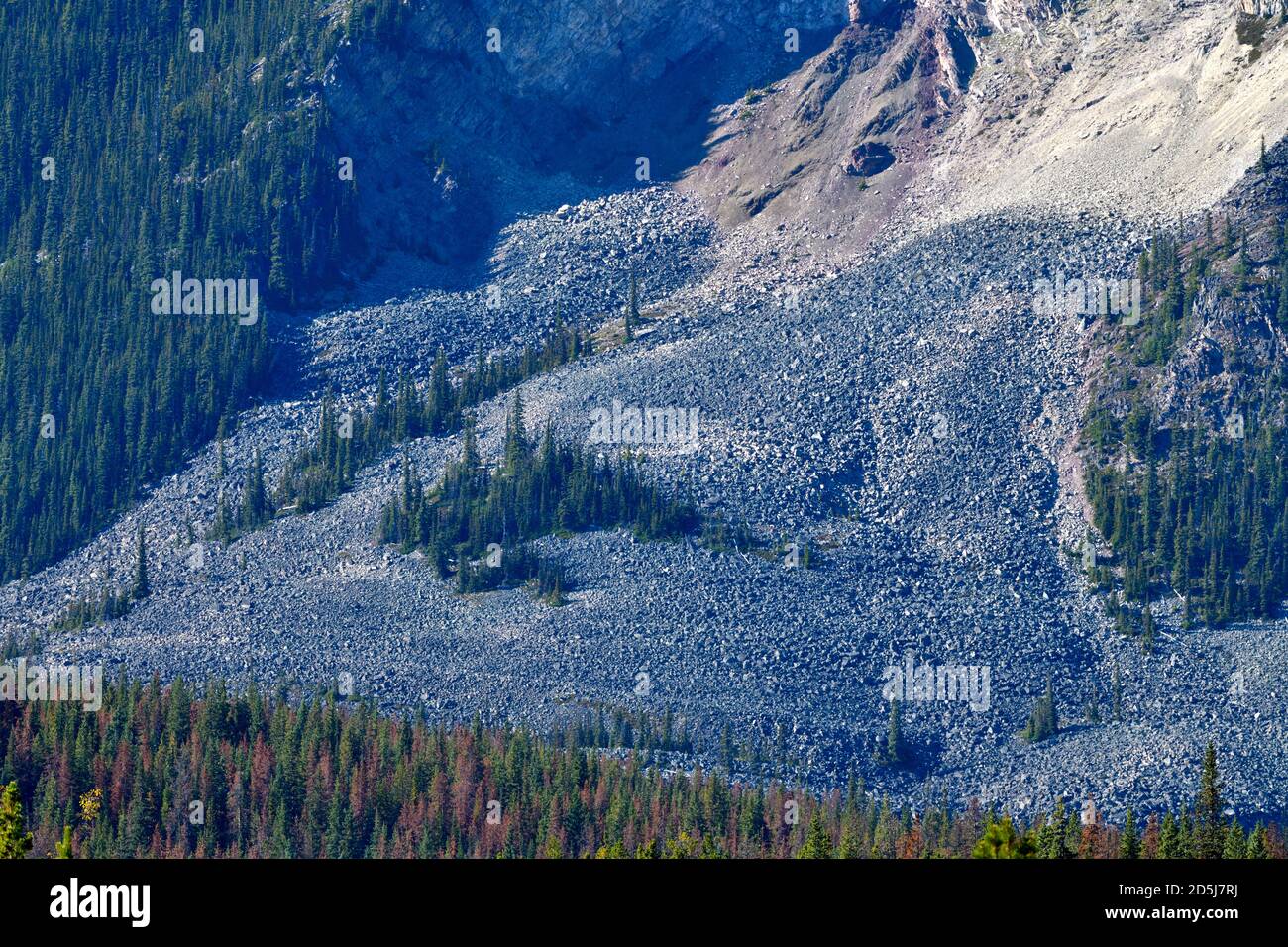 Una valanga che attraversa una montagna che sgorga una grande depressione nella montagna nel Jasper National Park Alberta Canada. Foto Stock