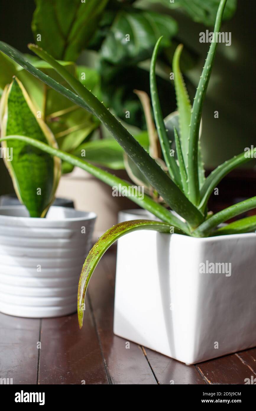 Una pianta domestica succulenta di Aloe vera siede in una pentola bianca  con i segni di overwatering. Queste macchie nere/marroni sulle foglie  appaiono anche da troppa acqua Foto stock - Alamy