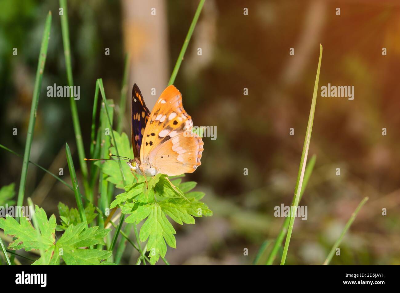Farfalla di cavolo luminosa e colorata su una foglia di pianta. Messa a fuoco selettiva. Foto Stock