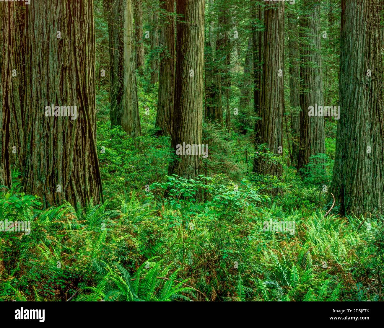 Redwoods, Damnation Creek, del Norte Redwoods state Park, Redwood National and state Parks, California Foto Stock