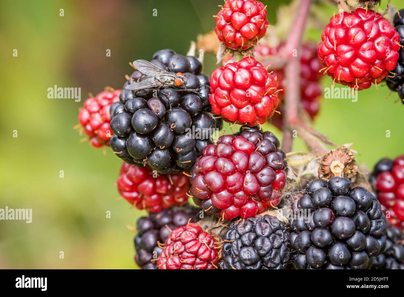 Housefly (Musca domestica) su bacche nere in giardino Foto Stock