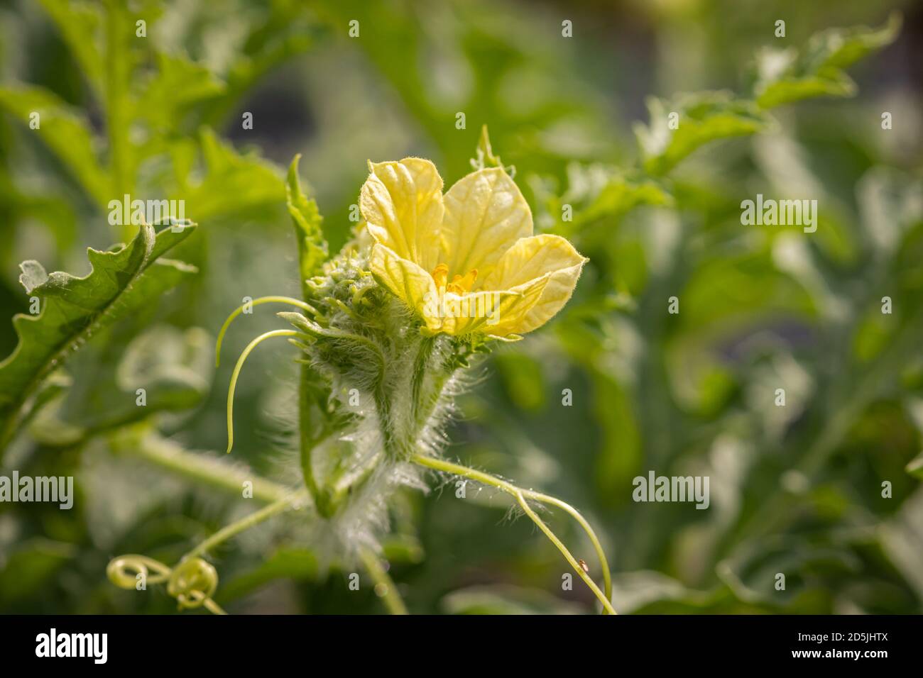 Germoglio di anguria e fiore in giardino Foto Stock