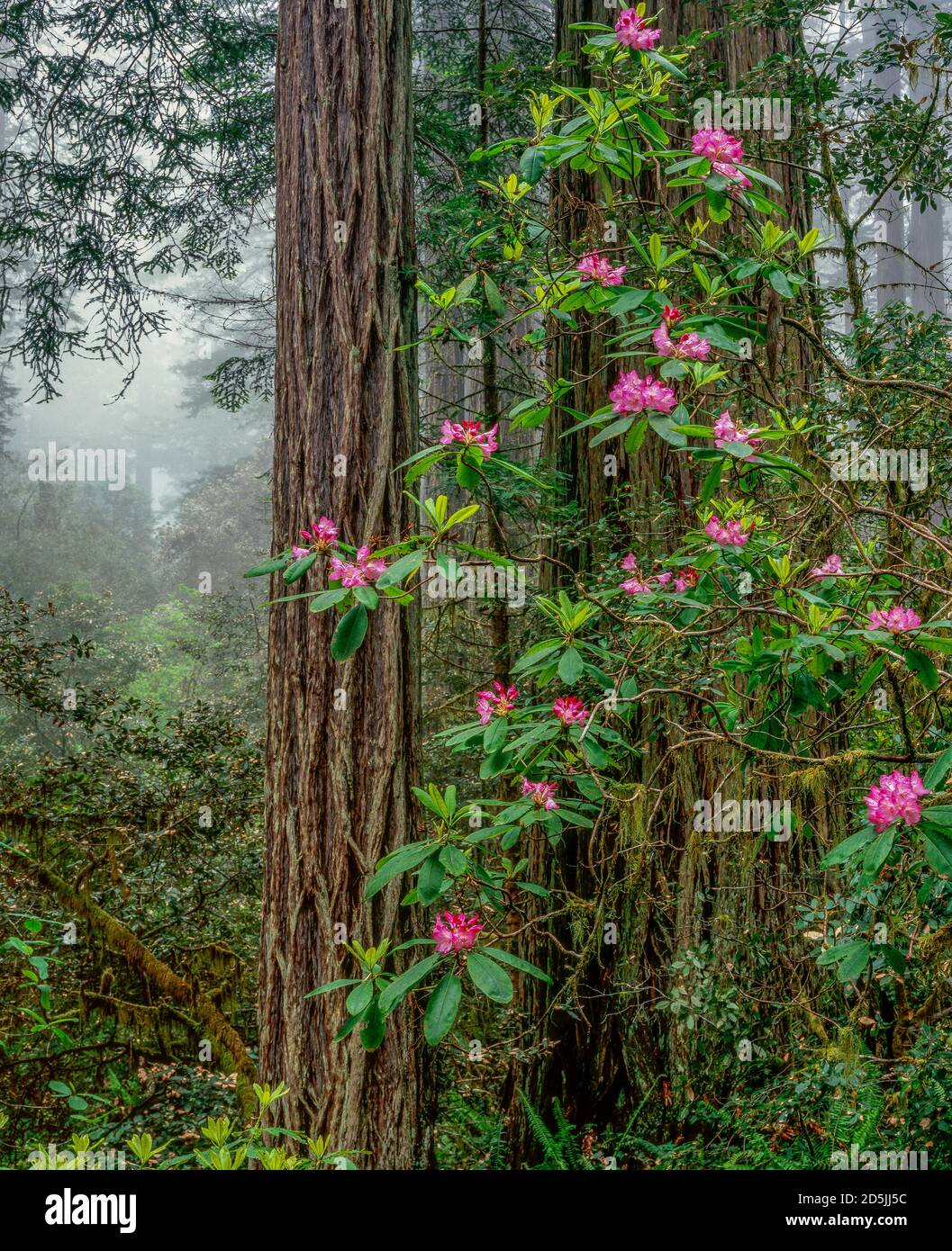 Rhodendron Bloom, Lady Bird Johnson Grove, Redwood National Park, California Foto Stock