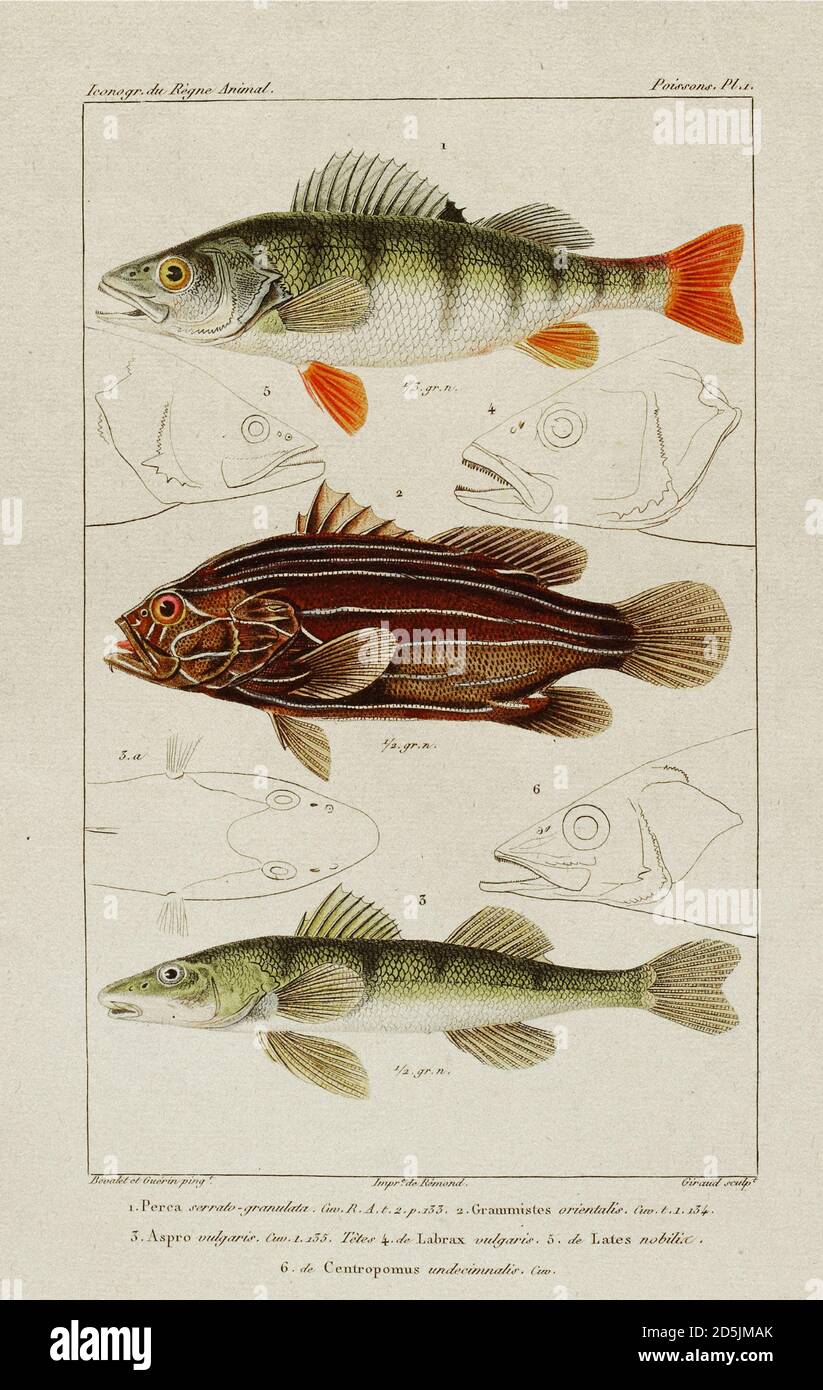 Oggetti d'antiquariato fatti a mano di pesci. Dal libro francese del 19 ° secolo. 1. Perch (Perca) 2. Grammie Oriental; Grammistes orientalis. N. 3. Grembiule pro Foto Stock