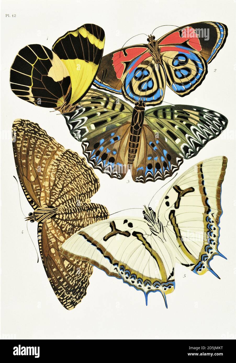 Farfalle: Venti pannelli fototype colorati al modello. PL XII 1. Delia neagra (Nuova Guinea) 2. Catagramma kolyma (Amazzonia) 3. Dichorragia nesim Foto Stock