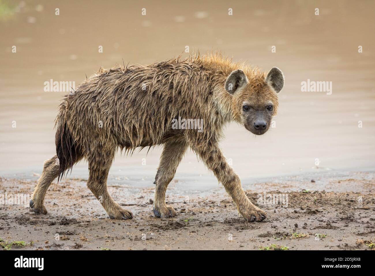 Giovane iena che cammina nel fango al bordo di marrone Acqua nel cratere di Ngorongoro in Tanzania Foto Stock