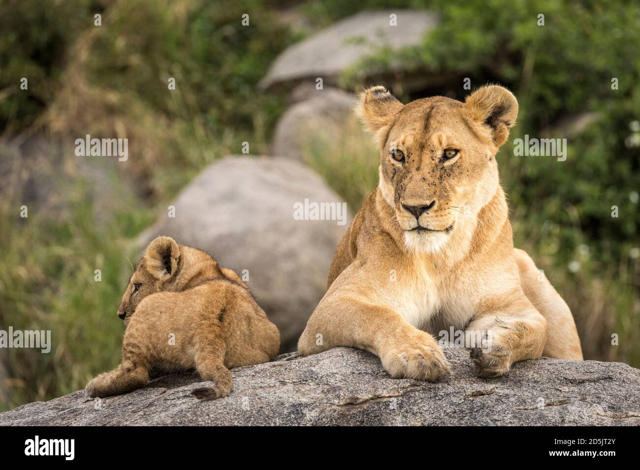 La leonessa femminile e il suo cucciolo di leone che giace su un grande Roccia con macchia verde sullo sfondo a Serengeti in Tanzania Foto Stock