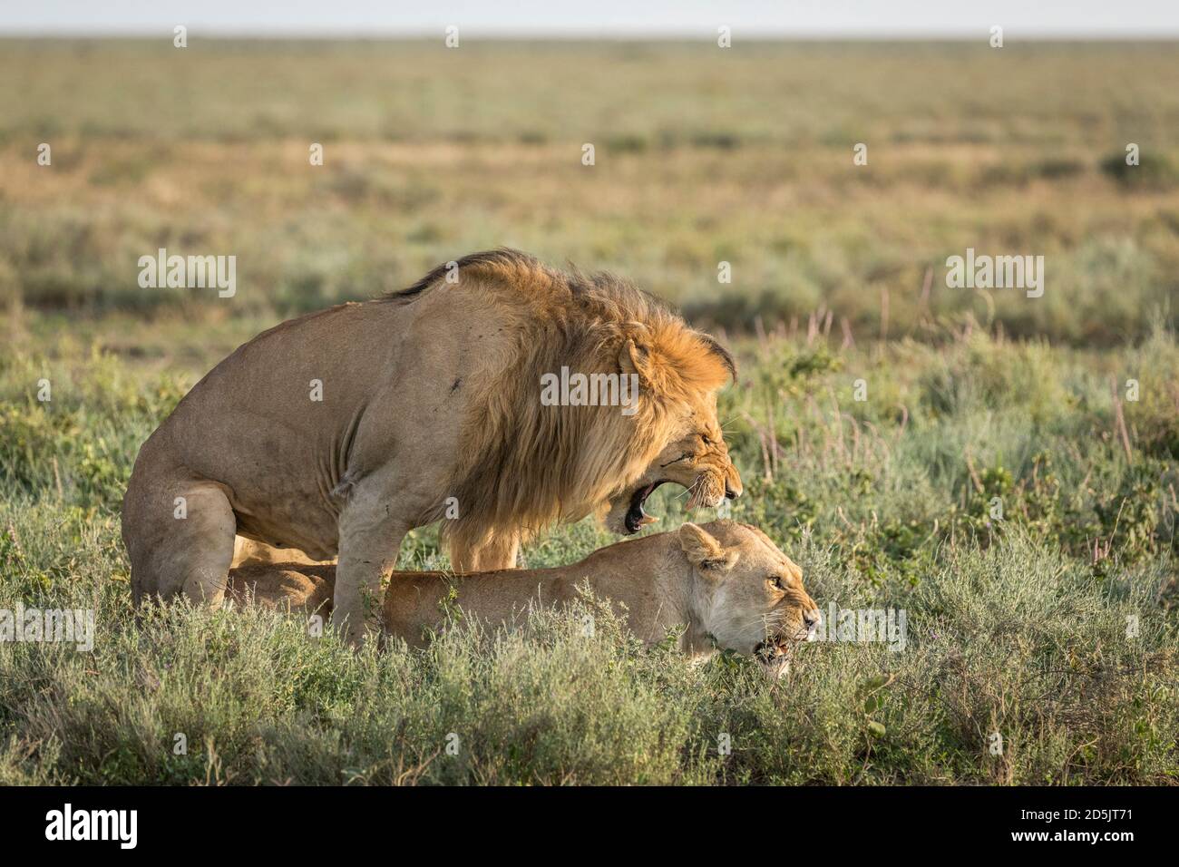Accoppiamento di leoni maschio e femmina nelle pianure di Ndutu in Tanzania Foto Stock