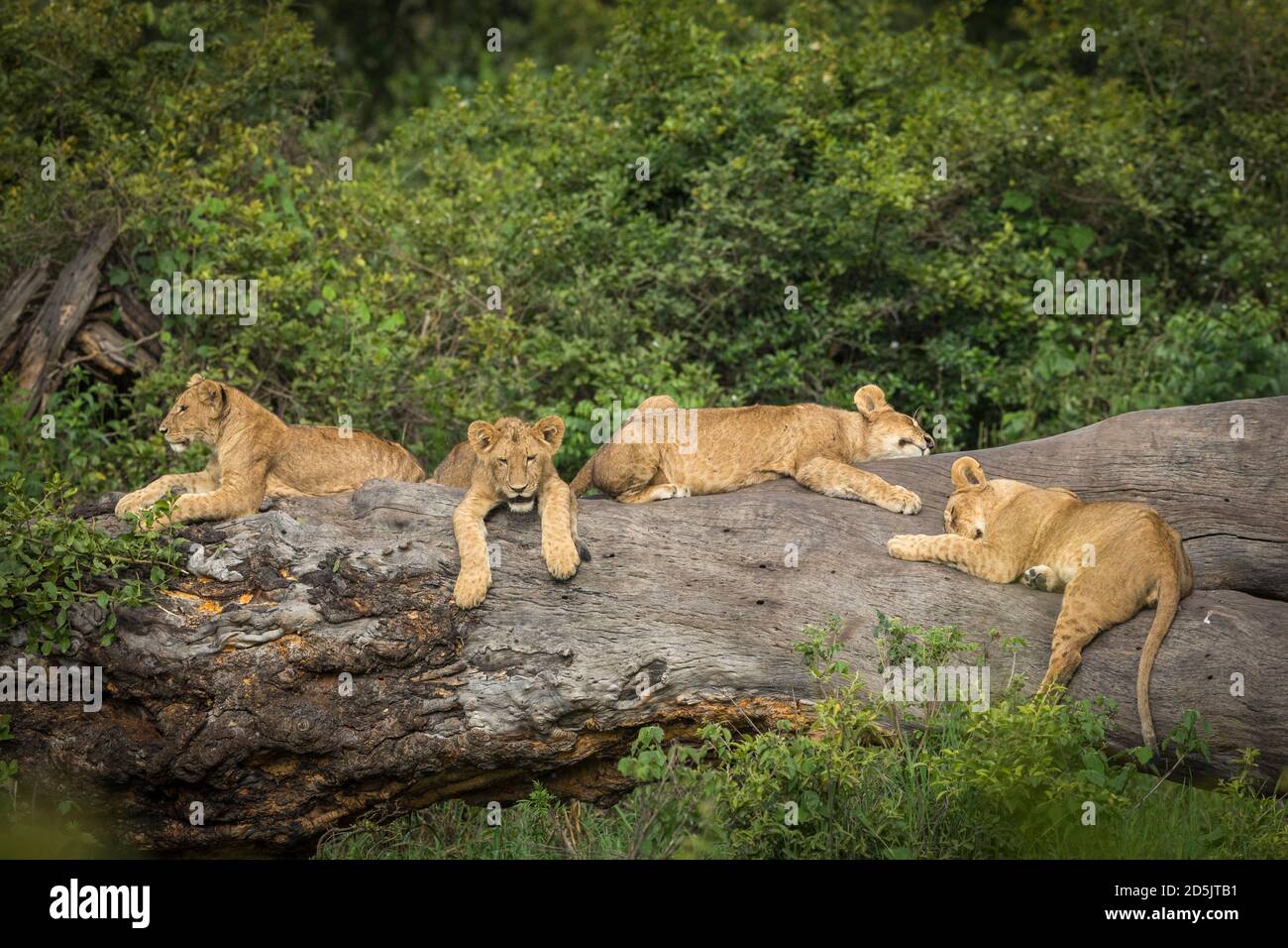I cuccioli di leone che giacciono su un grande tronco di albero in verde Bush nel cratere di Ngorongoro in Tanzania Foto Stock