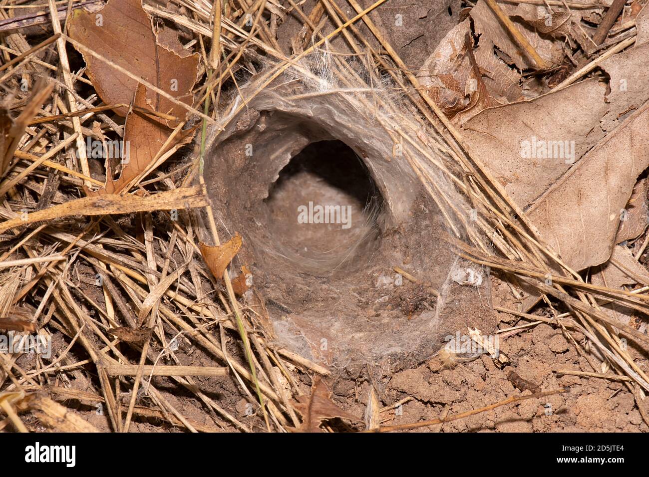 Ingresso in burrow di una Tarantula australiana, Douglas Daly, Northern Territory, NT, Australia Foto Stock