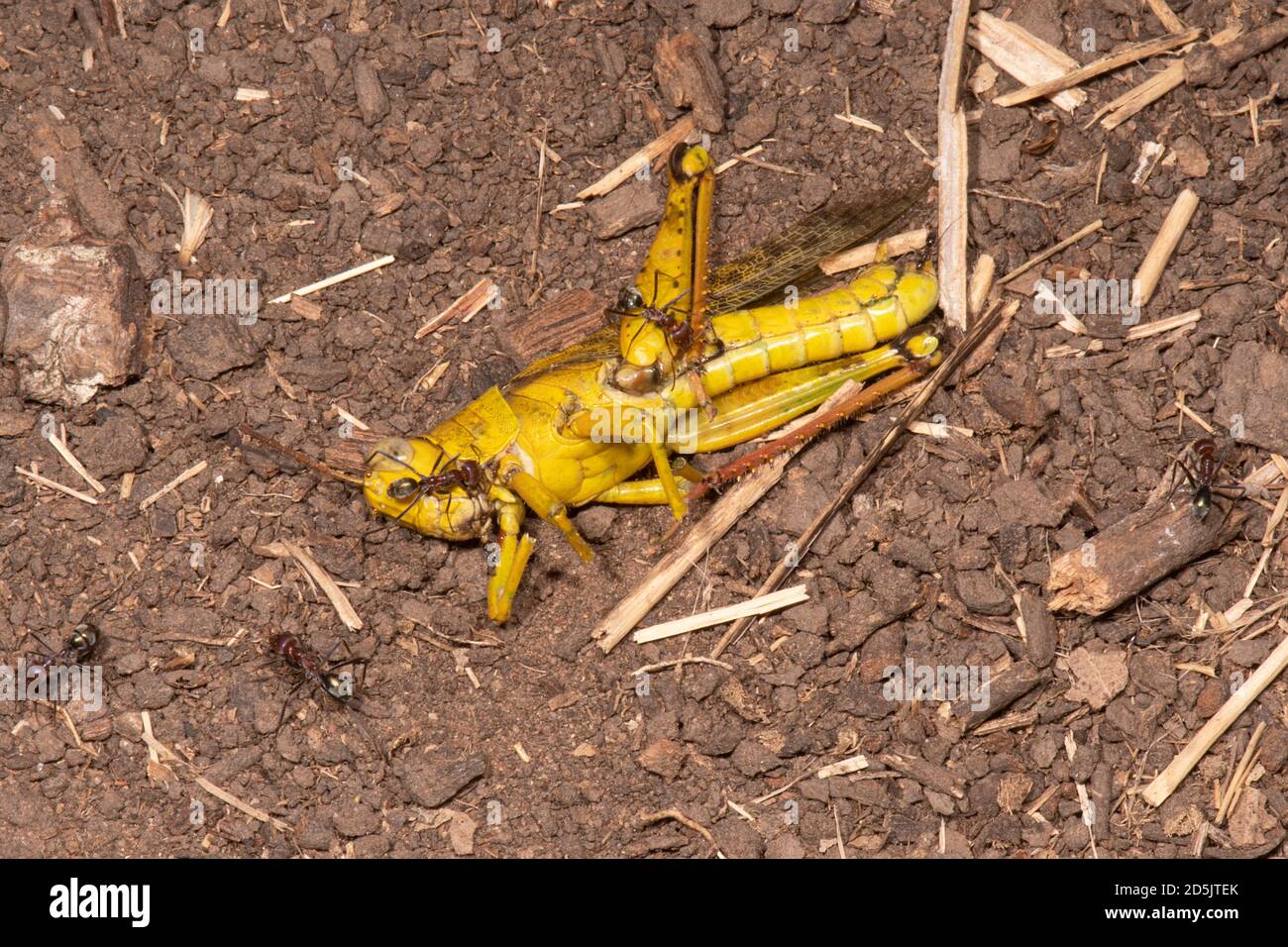 Un cricket giallo morto coperto di formiche, Douglas Daly, Northern Territory, NT, Australia Foto Stock