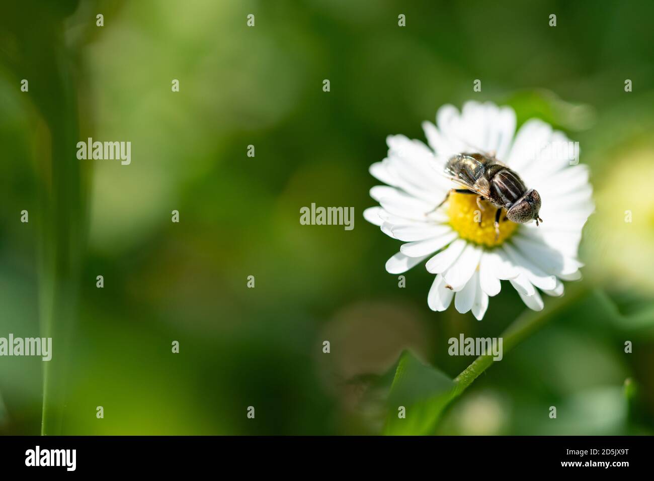 Macro foto di un insetto volante sui bellissimi fiori bianchi è nel giardino Foto Stock