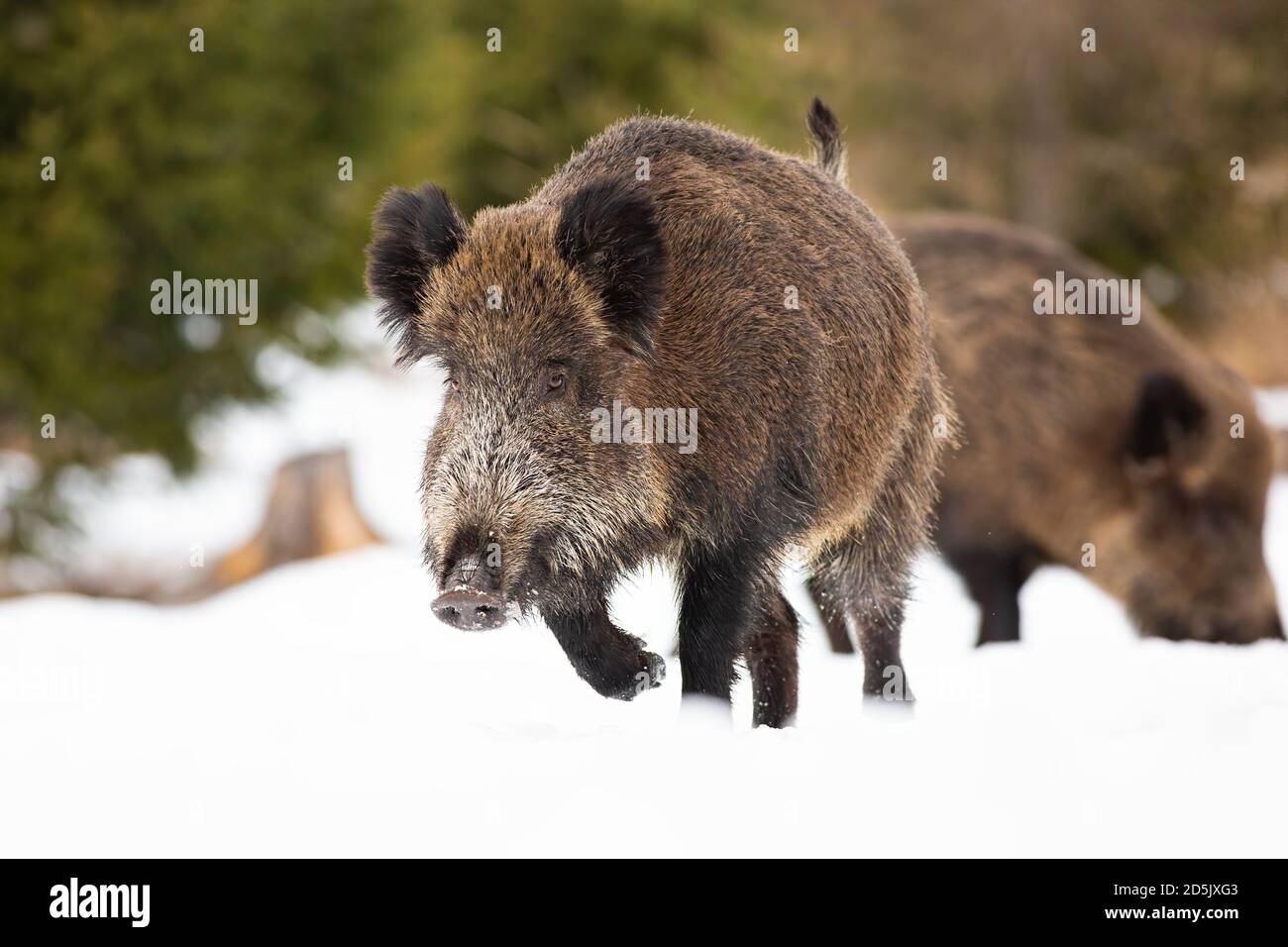 Cinghiale che corre sulla neve nella natura invernale. Foto Stock