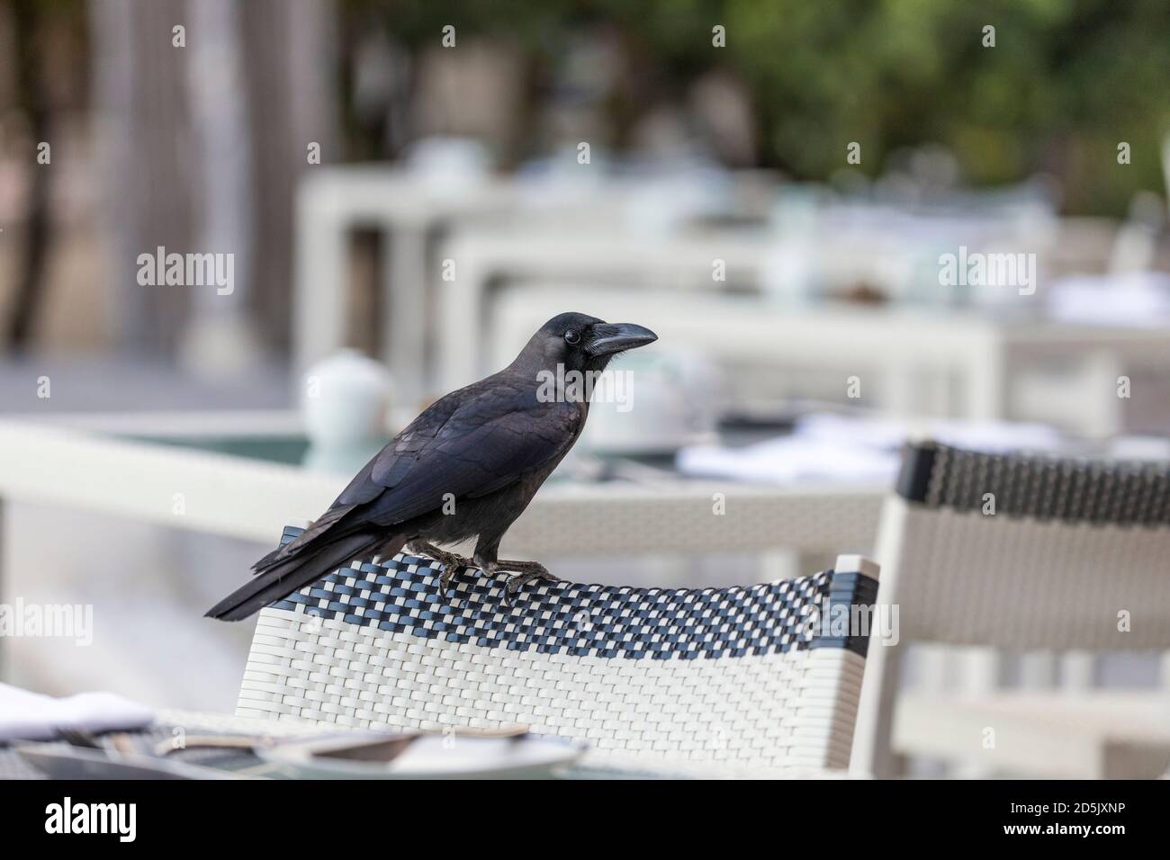 Casa Crow; Corvus splendens; Hotel Ristorante; Maldive Foto Stock