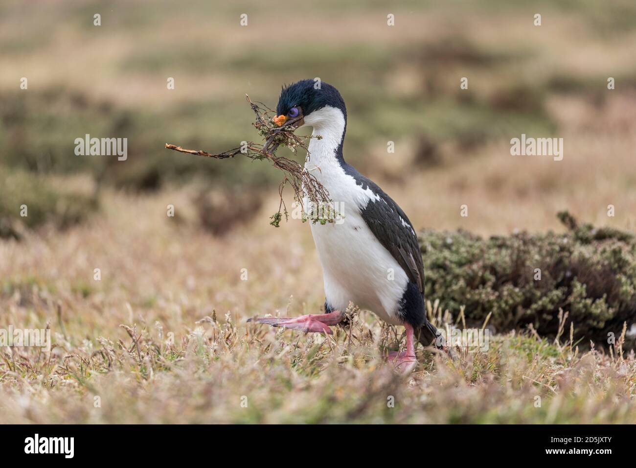 Cormorano Imperiale; o Shag; alacrocorax atriceps; raccolta di materiale nidifero; Falklands Foto Stock