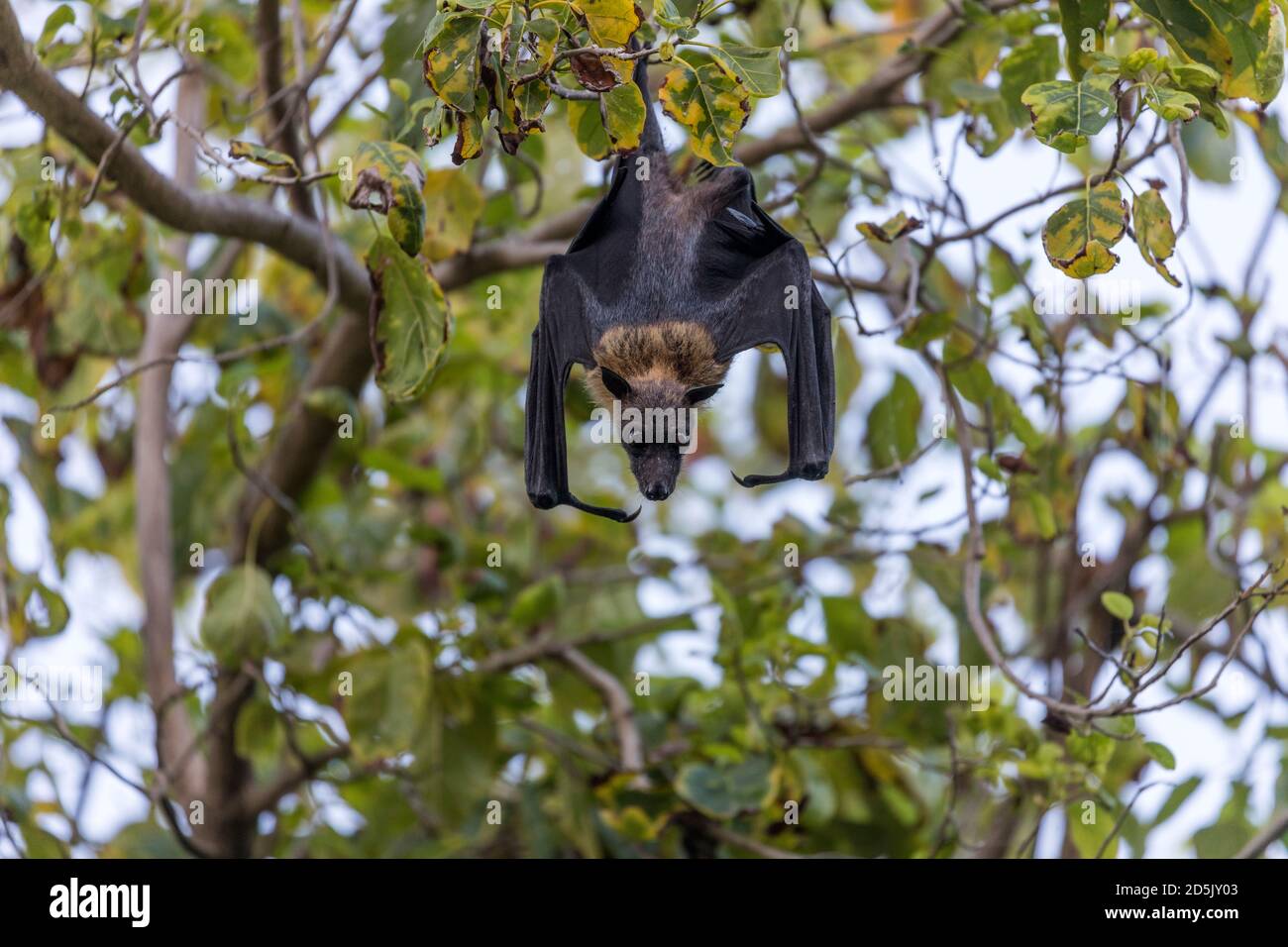 Indian Flying Fox; Pteropus giganteus; Maldive Foto Stock