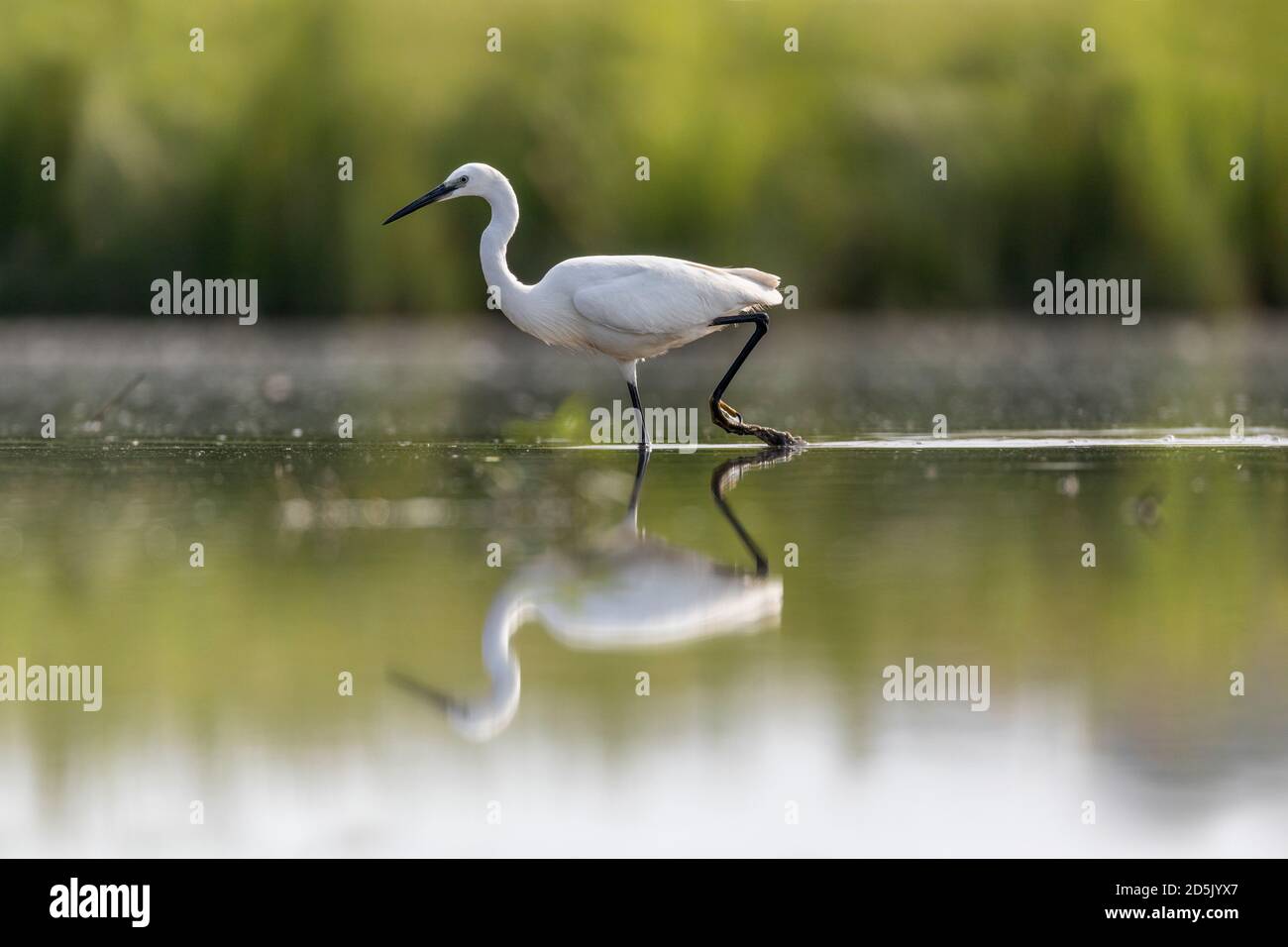 Little Egret; Egretta garzetta; guado; UK Foto Stock