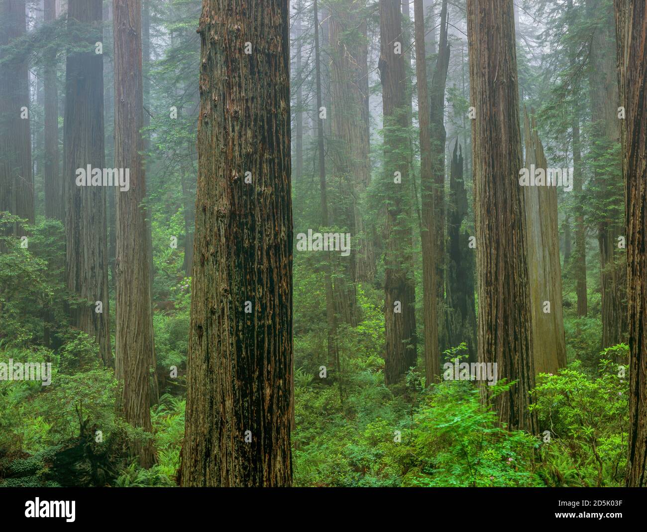 Redwoods, Damnation Creek, del Norte Redwoods state and National Park, California.psd Foto Stock