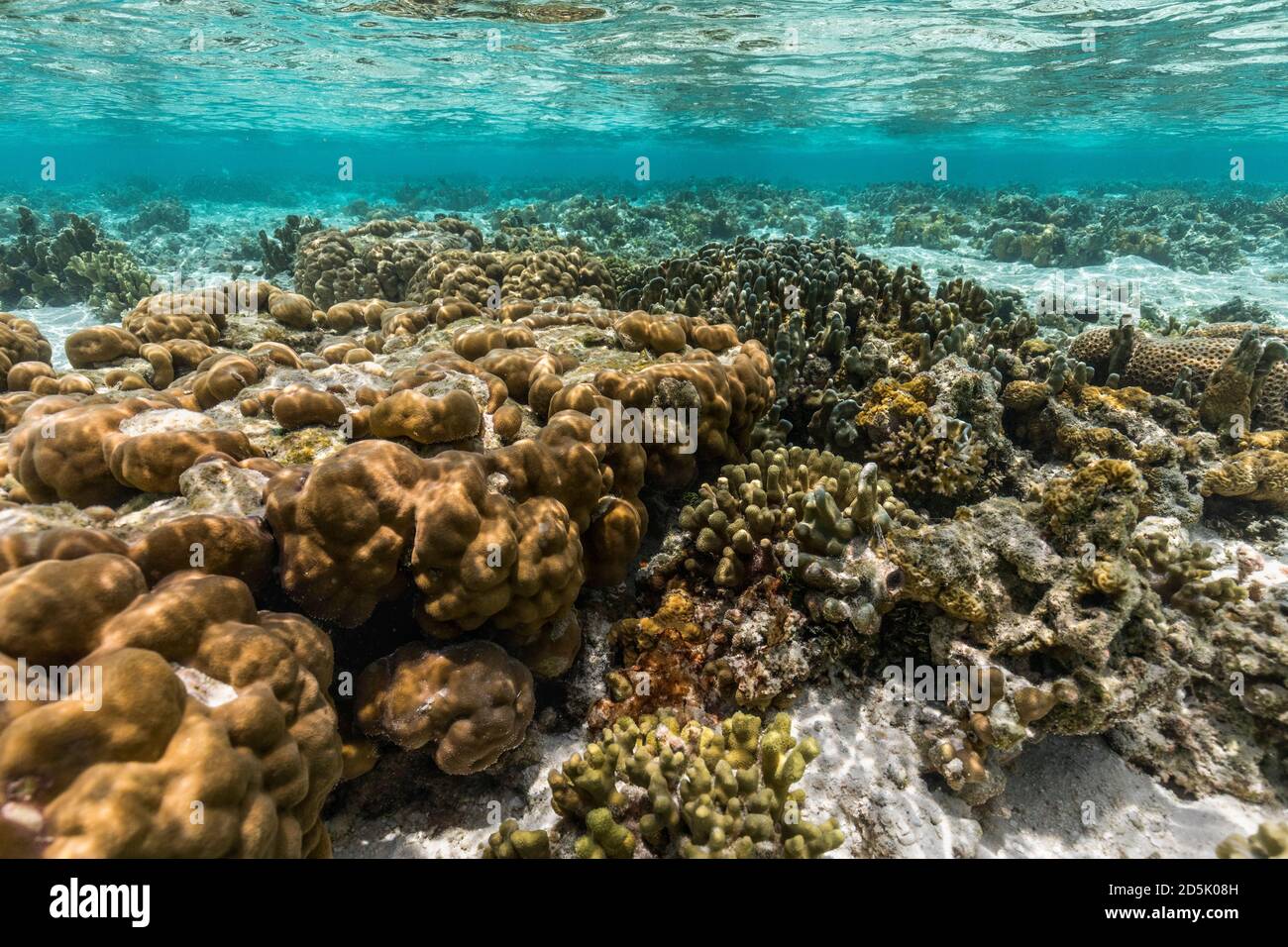Corallo; fondale marino; Maldive Foto Stock