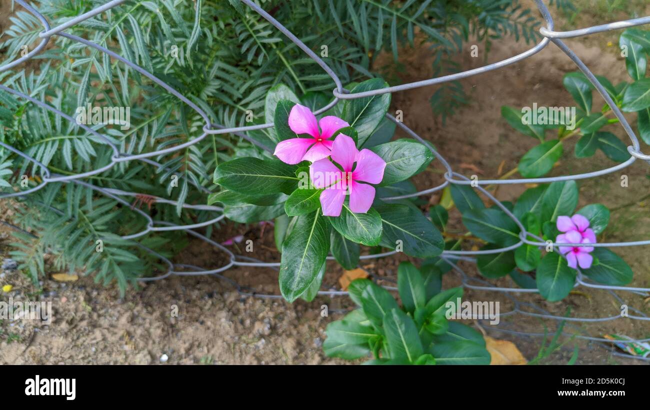 Sadabhar o rosa perivinkle, Catharanthus roseus, comunemente noto come occhi luminosi, Cape perivinkle, pianta cimitero, Madagascar perivinkle, vecchia cameriera, pin Foto Stock