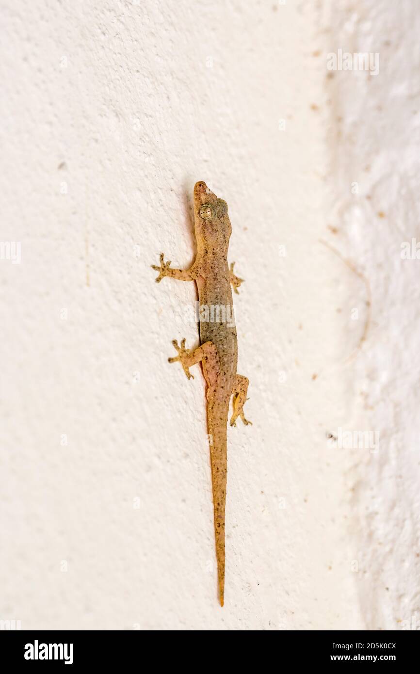 Casa comune Gecko; Hemidactylus frenatus; Maldive Foto Stock