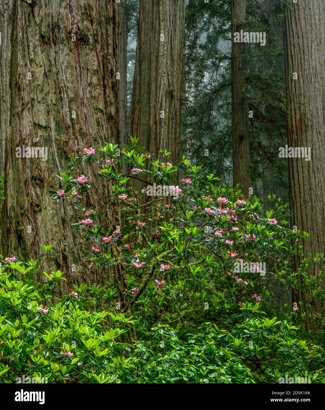 Rhododendron Bloom, dannazione Creek, del Norte stato Redwoods, Parco Nazionale di Redwood e parchi statali, California Foto Stock