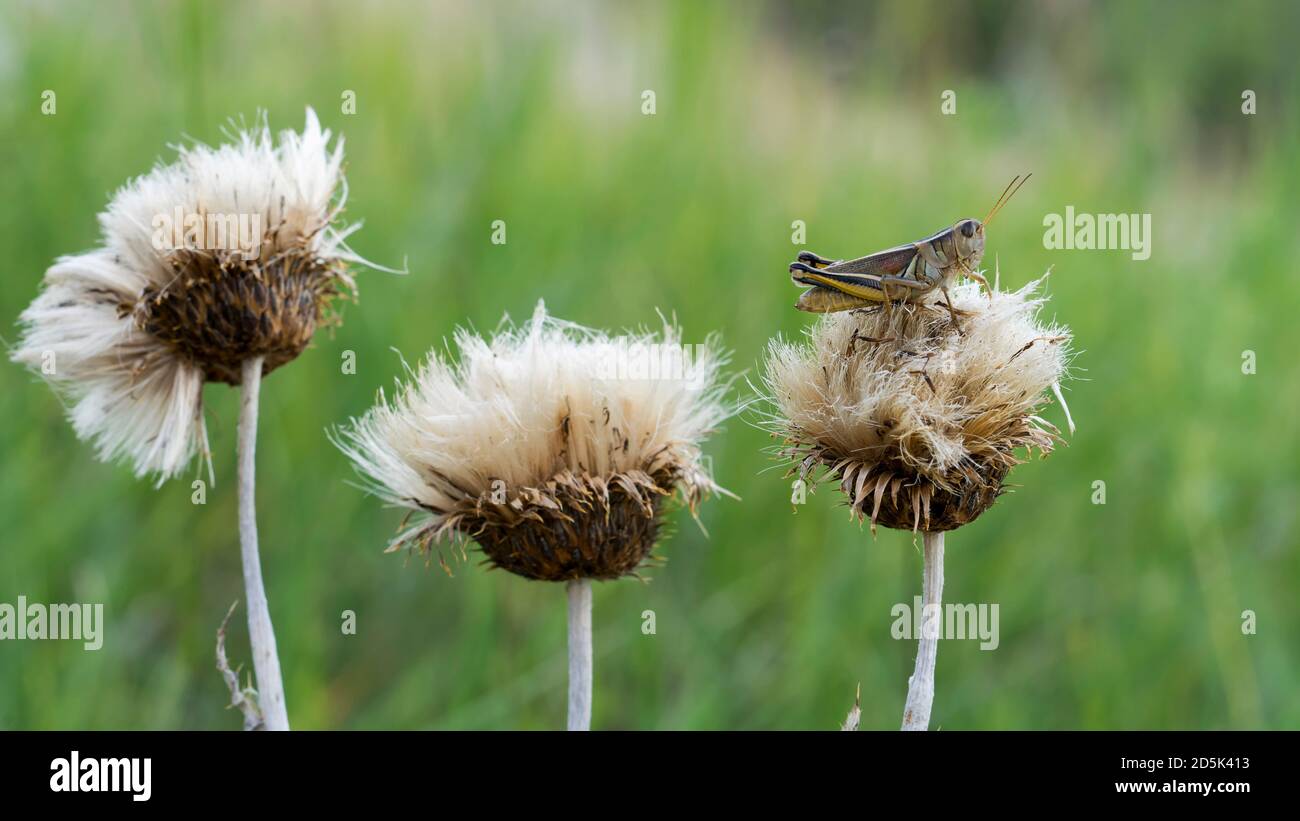 Grasshopper visto su Rankin Ridge Trail nel Wind Cave National Park, South Dakota, Stati Uniti Foto Stock