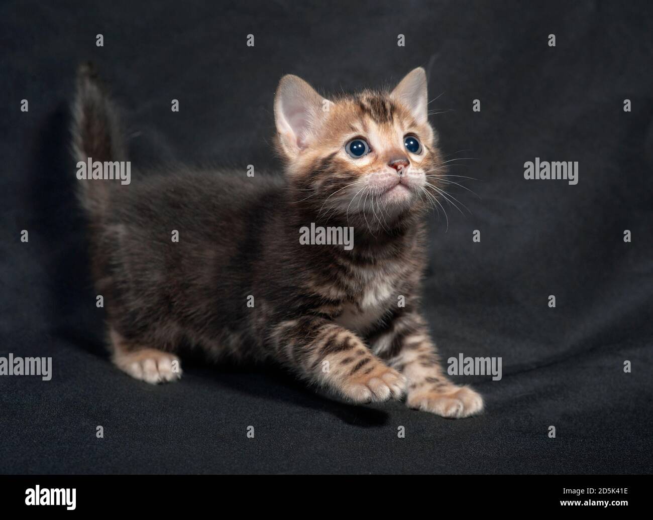 Gattino bengala in marmo marrone. Foto Stock