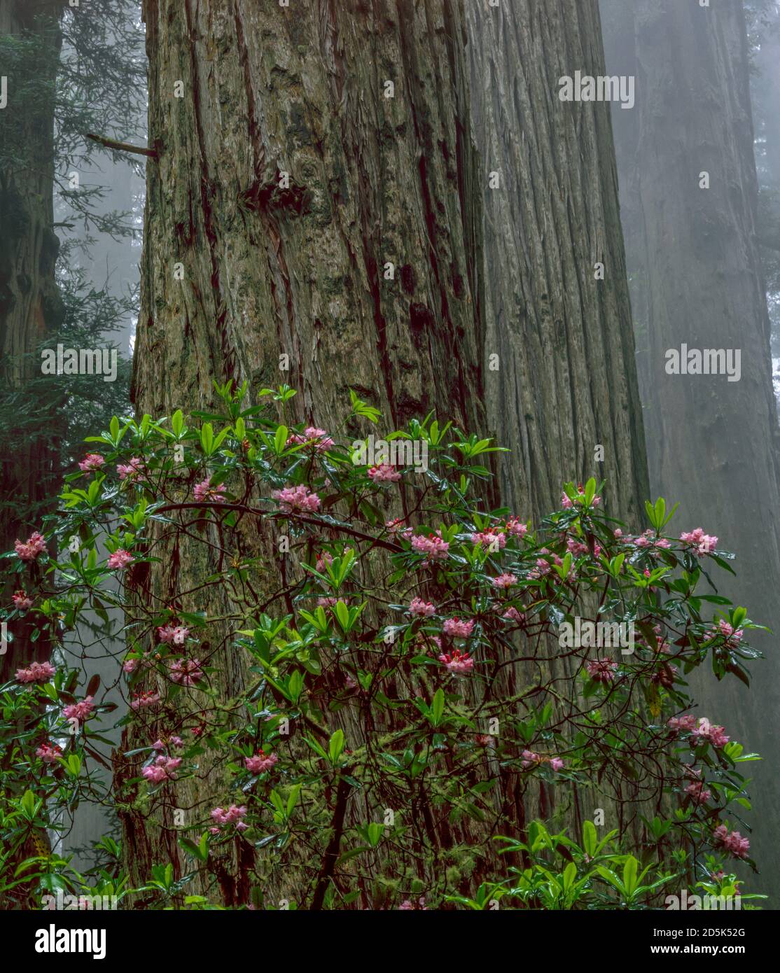 Rhododendron Bloom, dannazione Creek, del Norte stato Redwoods, Parco Nazionale di Redwood e parchi statali, California Foto Stock