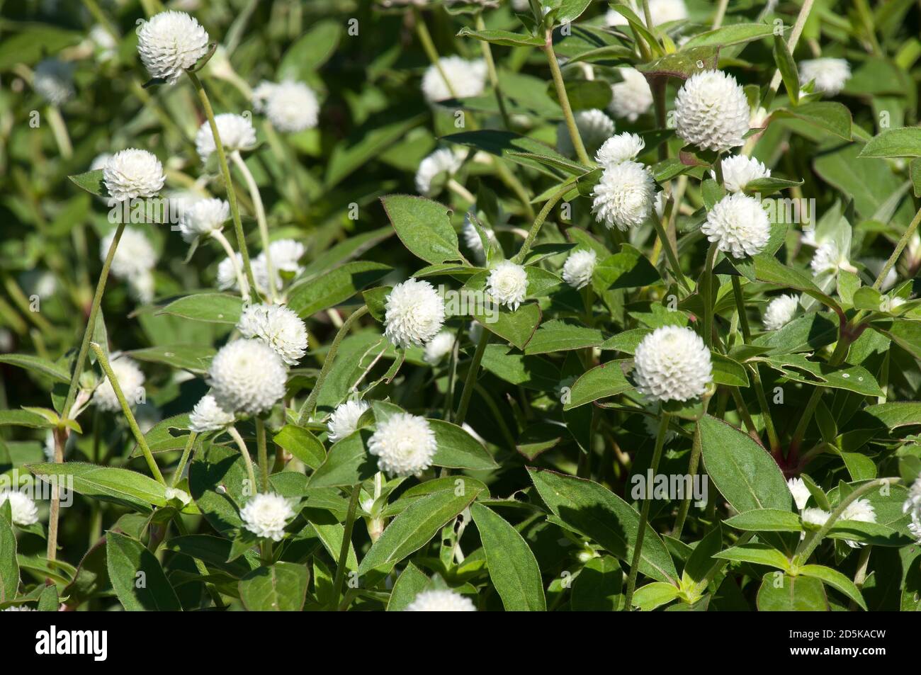 Sydney Australia, pianta di amaranto a globo in fiore bianco Foto Stock
