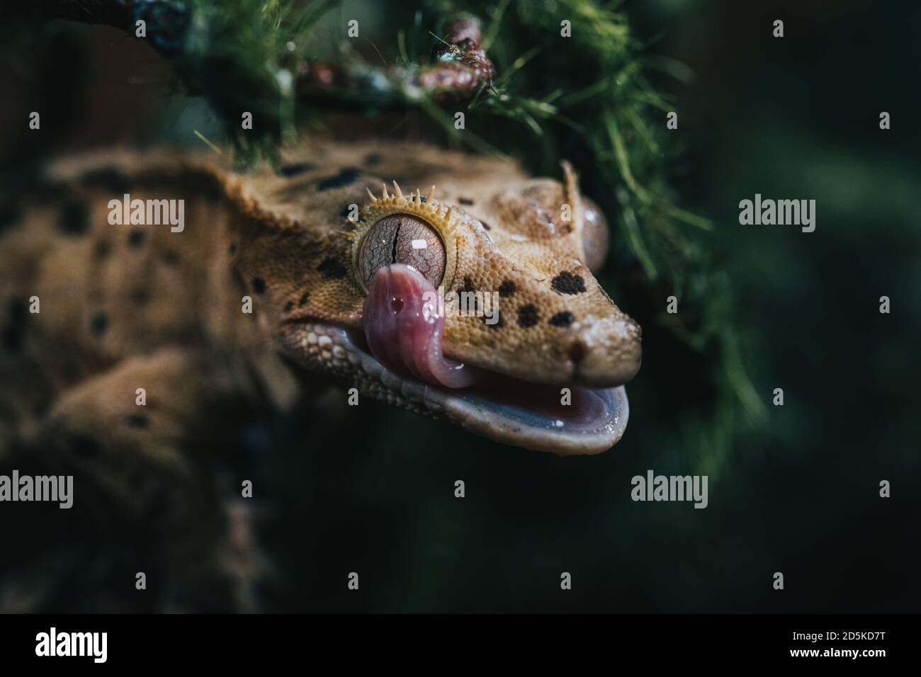 Crested Gheko Foto Stock