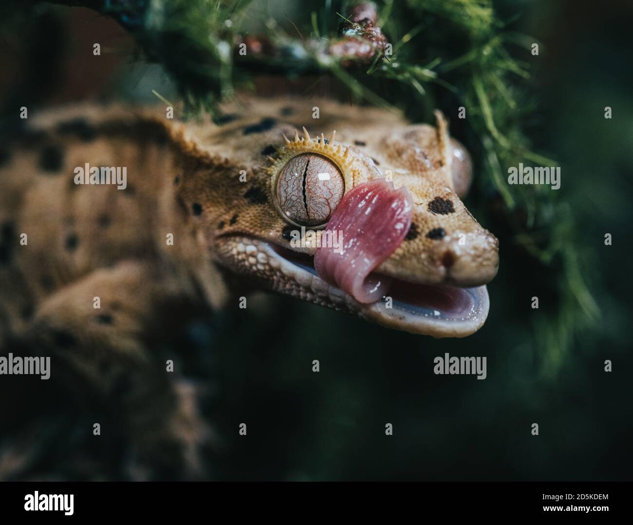 Crested Gheko Foto Stock