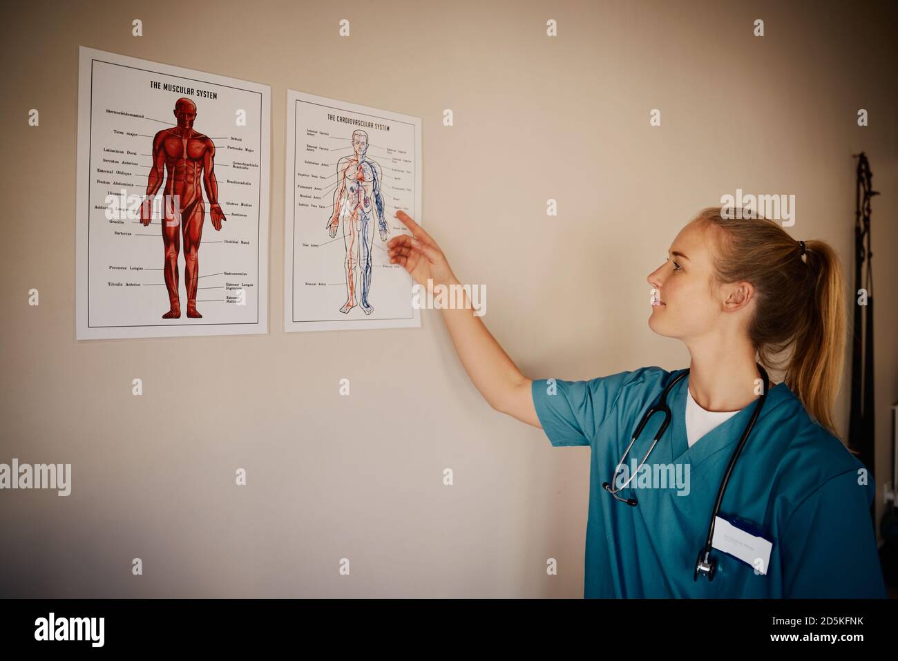 Bella giovane dottore in uniforme e stetoscopio guardando diagramma anatomico umano in clinica Foto Stock