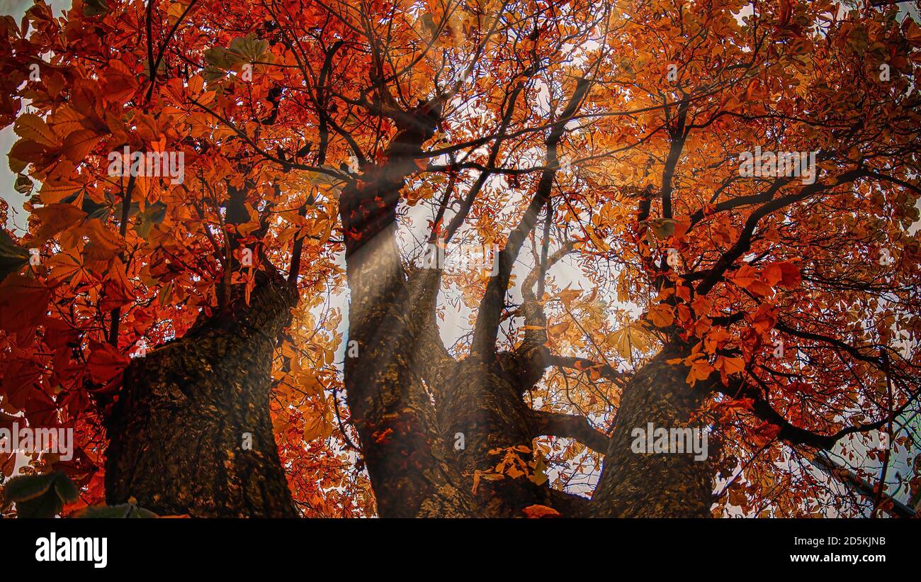 Scenografico fogliame autunnale colorato sulle cime degli alberi Foto Stock