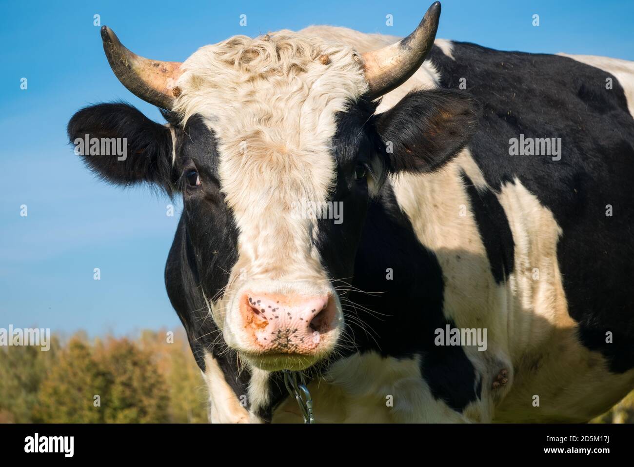 Ritratto di un grande toro bianco e nero Foto Stock
