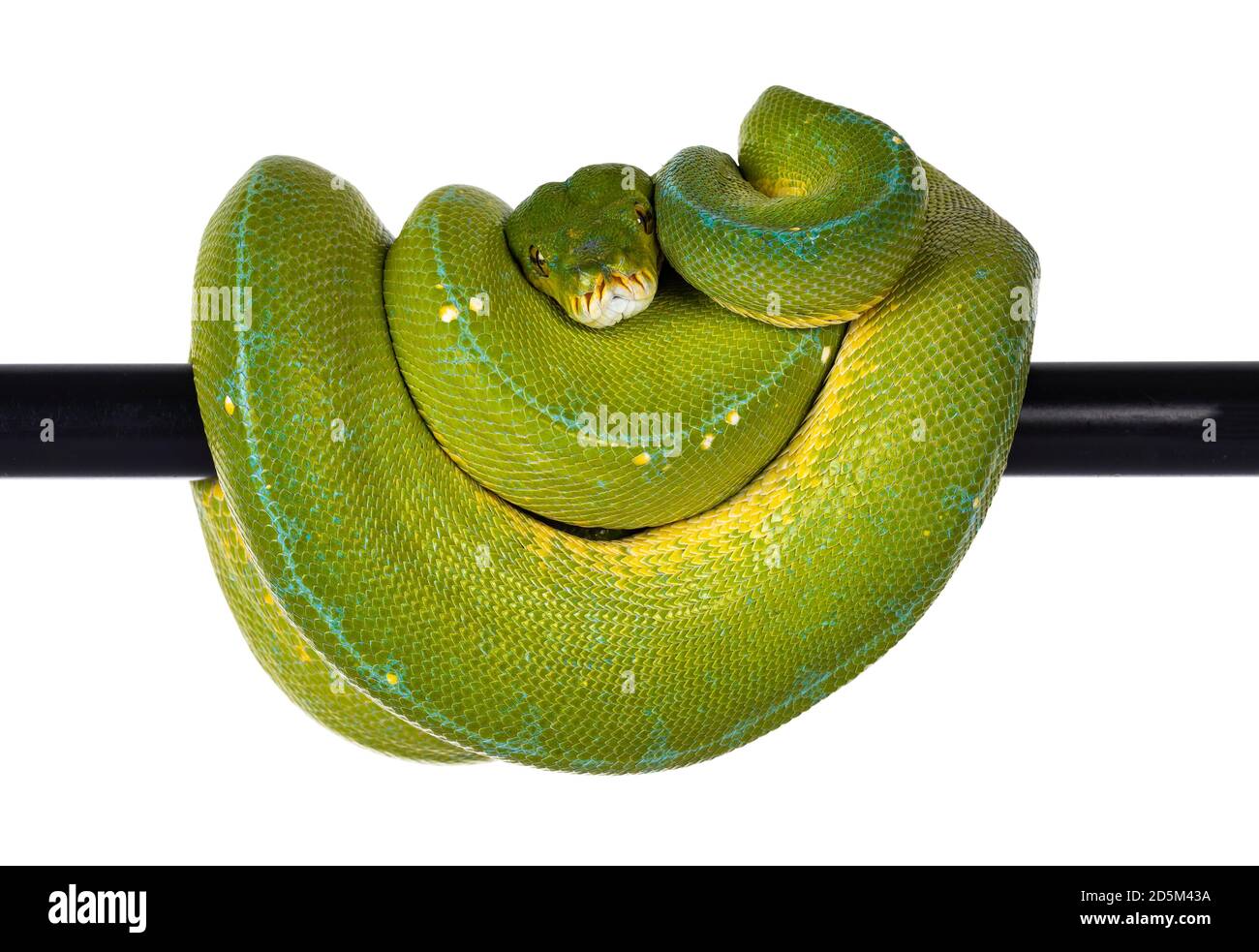 Adulto Green Tree Python aka Morelia viridis appeso su palo nero, posa tipica con testa al centro. Isolato su sfondo bianco. Foto Stock